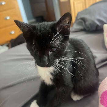 Rescue Domestic Short Hair Cats for Adoption in Tampa, Florida - Pugsley | PetCurious