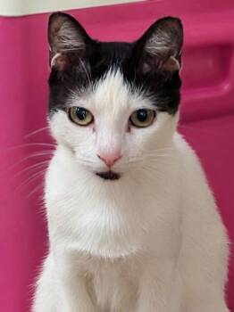 Fat Fat -  Domestic Short Hair Cat for Adoption in Grovetown, Georgia - Fat Fat | PetCurious