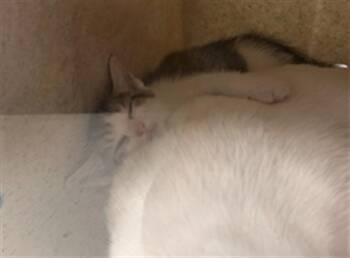 IGNITE -  Domestic Short Hair Cat for Adoption in Louisville, Kentucky - IGNITE | PetCurious