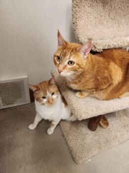 Rescue Domestic Short Hair Cats for Adoption in Grand Forks, North Dakota - CROISSANT | PetCurious