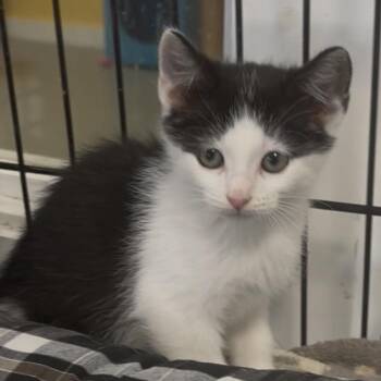 Domestic Short Hair Cats Available for Adoption in Clarksdale, Mississippi - Aaron Hotchner | PetCurious