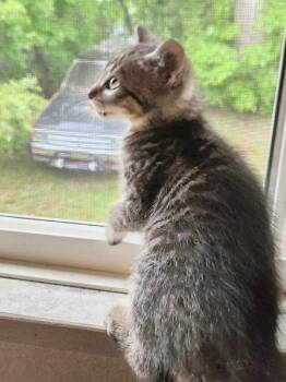 Zeniba -  Tabby Cat for Adoption in Knoxville, Tennessee - Zeniba | PetCurious
