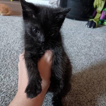 Pipsqueak -  Domestic Short Hair Cat for Adoption in Grove City, Ohio - Pipsqueak | PetCurious