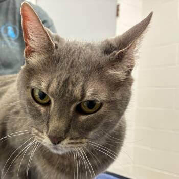 Allison -  Domestic Short Hair Cat Available for Adoption in Corpus Christi, Texas - Allison | PetCurious