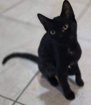 Jelly -  Domestic Short Hair Cat for Adoption in Fort Myers, Florida - Jelly | PetCurious