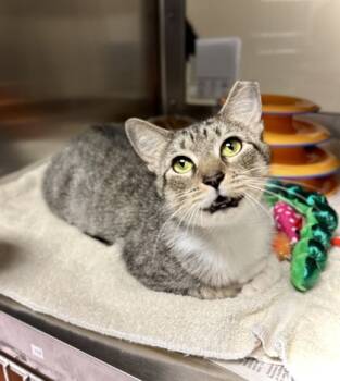 Rescue Domestic Short Hair Cats for Adoption in West Chester, Pennsylvania - Snooki | PetCurious