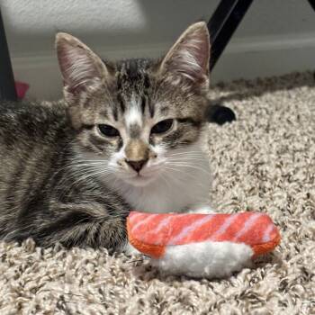 Mila -  Domestic Short Hair Cat for Adoption in Sacramento, California - Mila | PetCurious