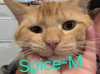 Domestic Short Hair Cats Available for Adoption in Cloquet, Minnesota - Spice | PetCurious