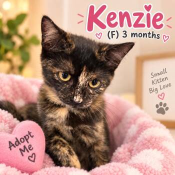 Kenzie -  Domestic Short Hair Cat for Adoption in Southbury, Connecticut - Kenzie | PetCurious
