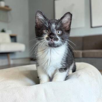Rory -  Tuxedo and Domestic Short Hair Cat for Adoption in Fort Worth, Texas - Rory | PetCurious