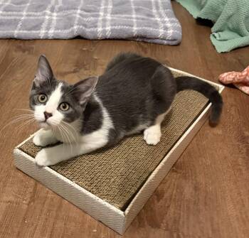 Bennie -  Domestic Short Hair Cat for Adoption in Fenton, Missouri - Bennie | PetCurious