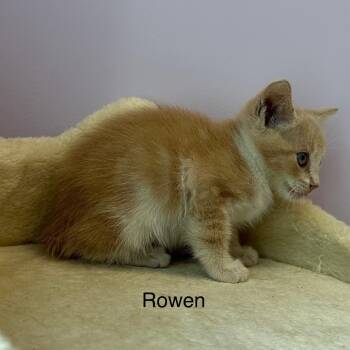 Oakley(Rowen) -  Manx and Domestic Short Hair Cat for Adoption in Madisonville, Tennessee - Oakley(Rowen) | PetCurious