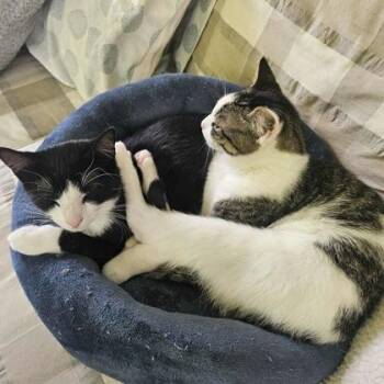 Barnaby -  Domestic Short Hair Cat for Adoption in Morton Grove, Illinois - Barnaby | PetCurious