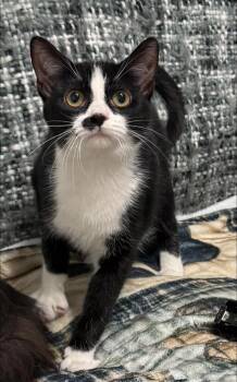 HARLEY -  Domestic Short Hair Cat Available for Adoption in Bolivia, North Carolina - HARLEY | PetCurious
