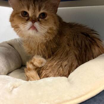 Thomas -  Scottish Fold Cat for Adoption in Westhampton, New York - Thomas | PetCurious
