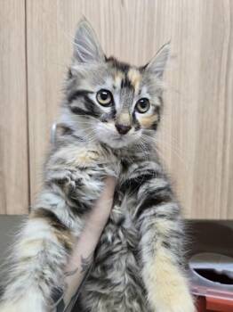 Trolli -  Domestic Medium Hair Cat for Adoption in Kennewick, Washington - Trolli | PetCurious