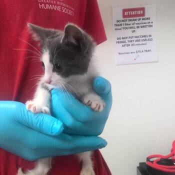 Goober -  Domestic Long Hair Cat for Adoption in Birmingham, Alabama - Goober | PetCurious