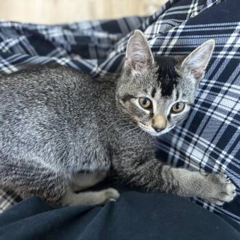 Domestic Short Hair Cats Available for Adoption - Eugene | PetCurious