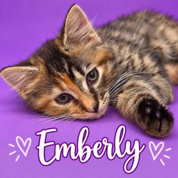 Emberly -  Domestic Medium Hair Cat for Adoption in Fredericksburg, Virginia - Emberly | PetCurious