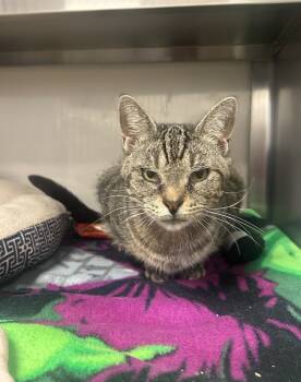 Rescue Domestic Short Hair Cats for Adoption in Liverpool, New York - Macy | PetCurious