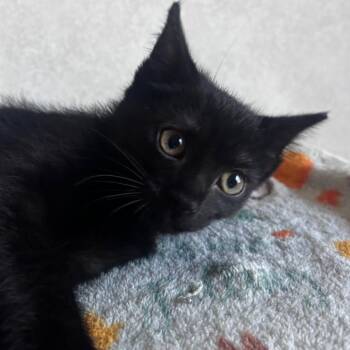 Binx -  Domestic Short Hair Cat for Adoption in Belleville, Illinois - Binx | PetCurious