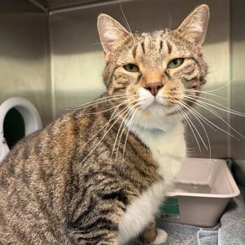 COTTON -  Domestic Short Hair Cat Available for Adoption in Barnstable, Massachusetts - COTTON | PetCurious