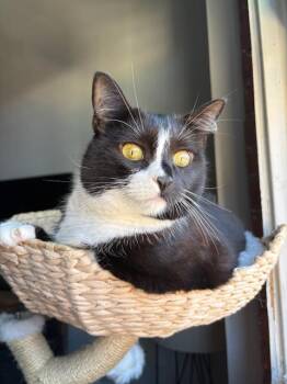 Viola -  Domestic Short Hair Cat for Adoption in Jersey City, New Jersey - Viola | PetCurious