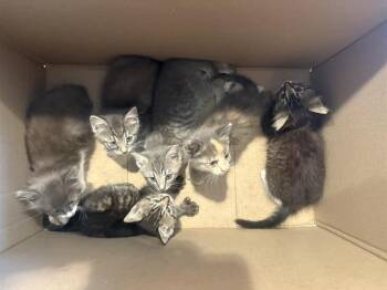 ROMEO -  Domestic Short Hair Cat for Adoption in Tustin, California - ROMEO | PetCurious