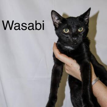 Wasabi -  Domestic Short Hair Cat for Adoption in Beaufort, South Carolina - Wasabi | PetCurious