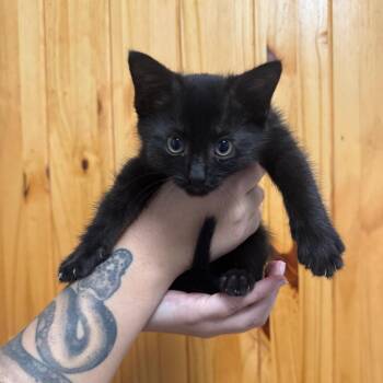 Pugsley -  Domestic Short Hair Cat for Adoption in Waco, Texas - Pugsley | PetCurious