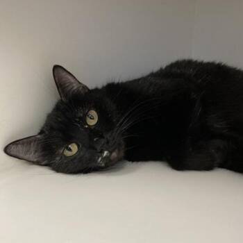 Domestic Short Hair Cats Available for Adoption in Hawthorne, California - Beetrice | PetCurious