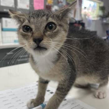 Smore -  Domestic Short Hair Cat for Adoption in Port Charlotte, Florida - Smore | PetCurious