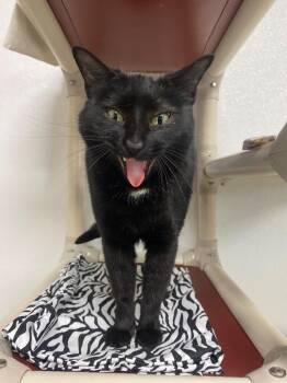 Domestic Short Hair Cats Available for Adoption in Corpus Christi, Texas - Mable | PetCurious