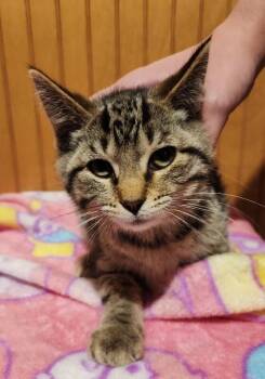 Broth -  Domestic Short Hair Cat for Adoption in Grand Rapids, Michigan - Broth | PetCurious
