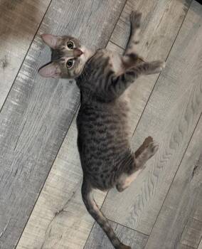 Marty -  Domestic Short Hair Cat for Adoption in San Antonio, Texas - Marty | PetCurious
