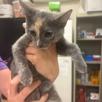 Frito Lays -  Domestic Short Hair Cat for Adoption in Pekin, Illinois - Frito Lays | PetCurious