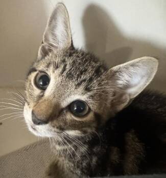 Pastina -  Domestic Short Hair Cat for Adoption in Erin, Ontario - Pastina | PetCurious