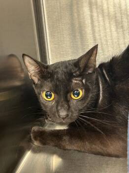 Branch -  Domestic Short Hair Cat for Adoption in Gautier, Mississippi - Branch | PetCurious