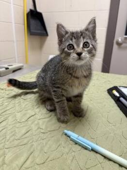 Cameron -  Domestic Short Hair Cat for Adoption in Westland, Michigan - Cameron | PetCurious