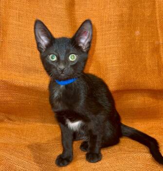 Rescue Domestic Short Hair Cats for Adoption in Millcreek, Utah - Pugsley | PetCurious