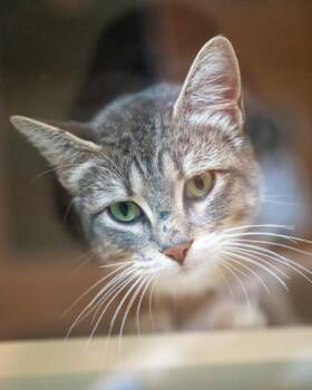 Demi -  Domestic Short Hair Cat for Adoption in Pequot Lakes, Minnesota - Demi | PetCurious