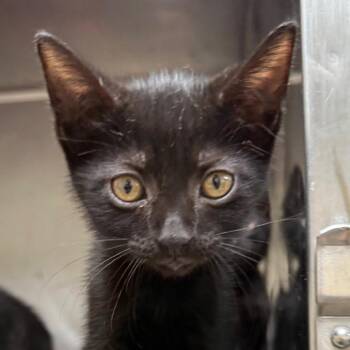 Dickens -  American Shorthair Cat for Adoption in Jacksonville, Arkansas - Dickens | PetCurious