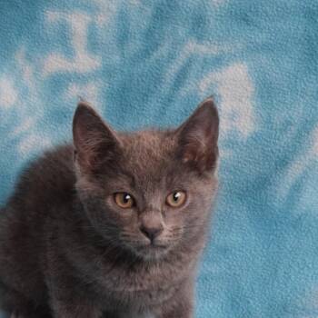 Theodore 53013 -  Domestic Short Hair Cat for Adoption in Eureka, California - Theodore 53013 | PetCurious