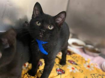 Rescue Domestic Short Hair Cats for Adoption in Fort Wayne, Indiana - MICCAH | PetCurious