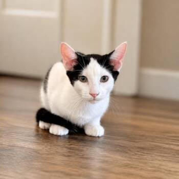 Rory Rowan -  Tuxedo and Domestic Short Hair Cat for Adoption in Friendswood, Texas - Rory Rowan | PetCurious