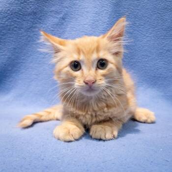Lemondrop -  Domestic Long Hair and Maine Coon Cat for Adoption in Overland Park, Kansas - Lemondrop | PetCurious