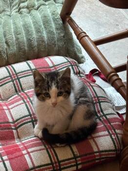 Tofu -  Domestic Short Hair Cat for Adoption in Gorham, Maine - Tofu | PetCurious