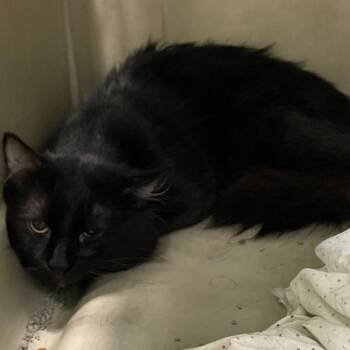 Christopher-- Bonded Buddy With Kory -  Domestic Short Hair Cat for Adoption in Des Moines, Iowa - Christopher-- Bonded Buddy With Kory | PetCurious