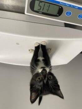 URU -  Domestic Short Hair Cat for Adoption in Kent, Washington - URU | PetCurious