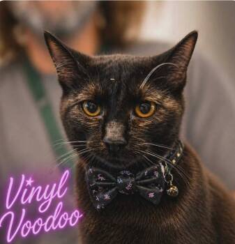 Domestic Short Hair Cats Available for Adoption in El Dorado, Arkansas - Vinyl Voodoo | PetCurious